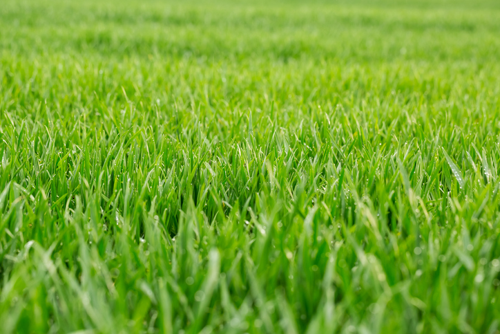 Florida Lawn Care: What's the Ideal Grass Cutting Height