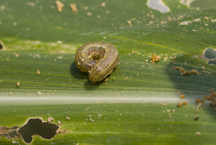 Armyworm Problem | Florida Outdoor Pest Control