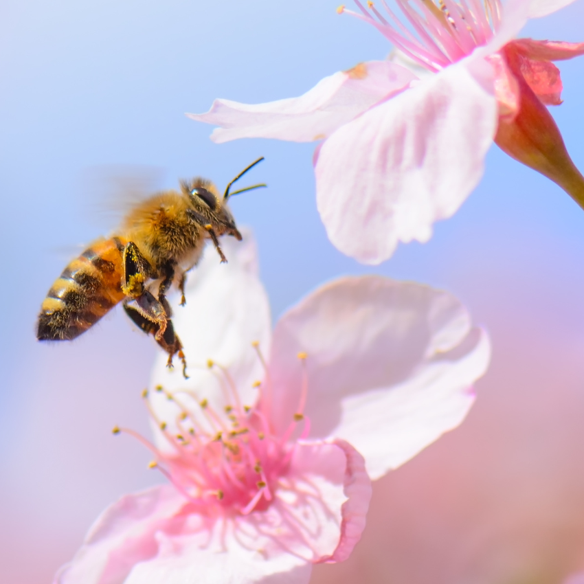 Your Oasis Outdoor Care Lawn What You Should Know About Honey Bees