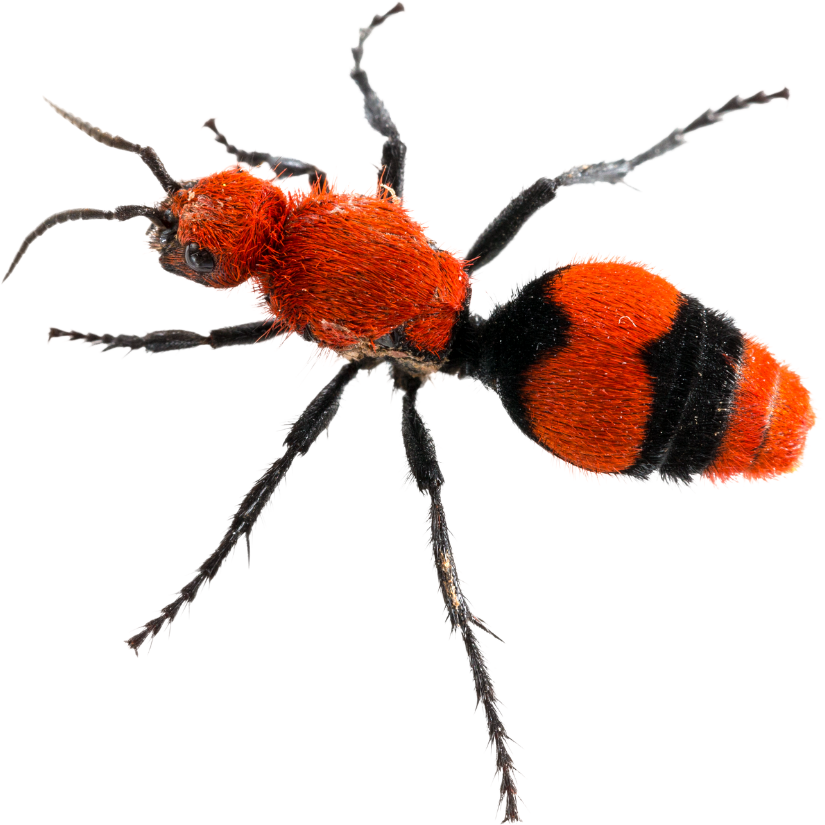 Your Oasis Outdoor Care What You Should Know About Velvet Ants Cow Killer Ants