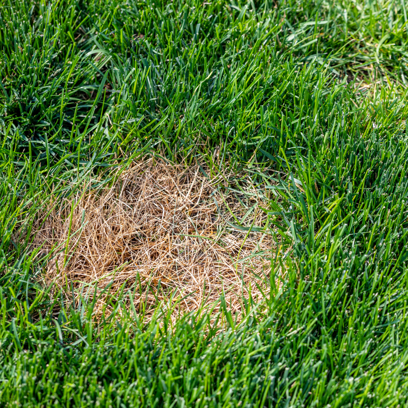 Do You Have Fungus Growing in Your Lawn?