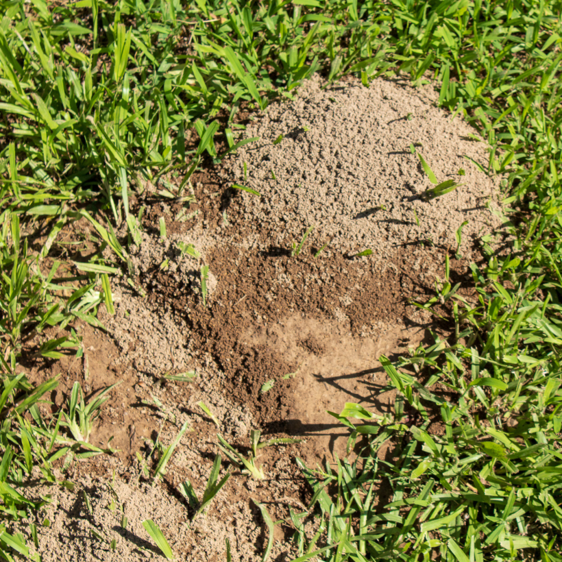 Ants! What You Need to Know Your Oasis Outdoor Care Clermont Florida