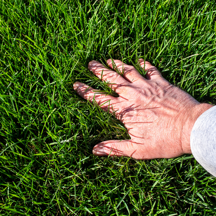 Winterizing Your Florida Lawn Your Oasis Outdoor Care Clermont Florida