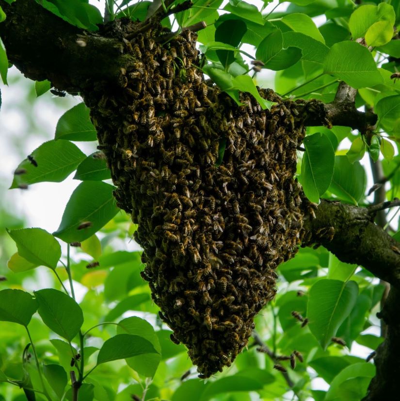 The Hum of Nature Understanding and Navigating Bee Swarm Season