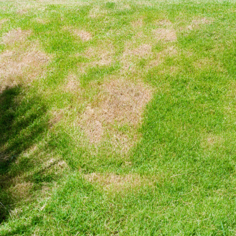 How to Handle Lawn Diseases in The Villages, Your Oasis The Villages, FL