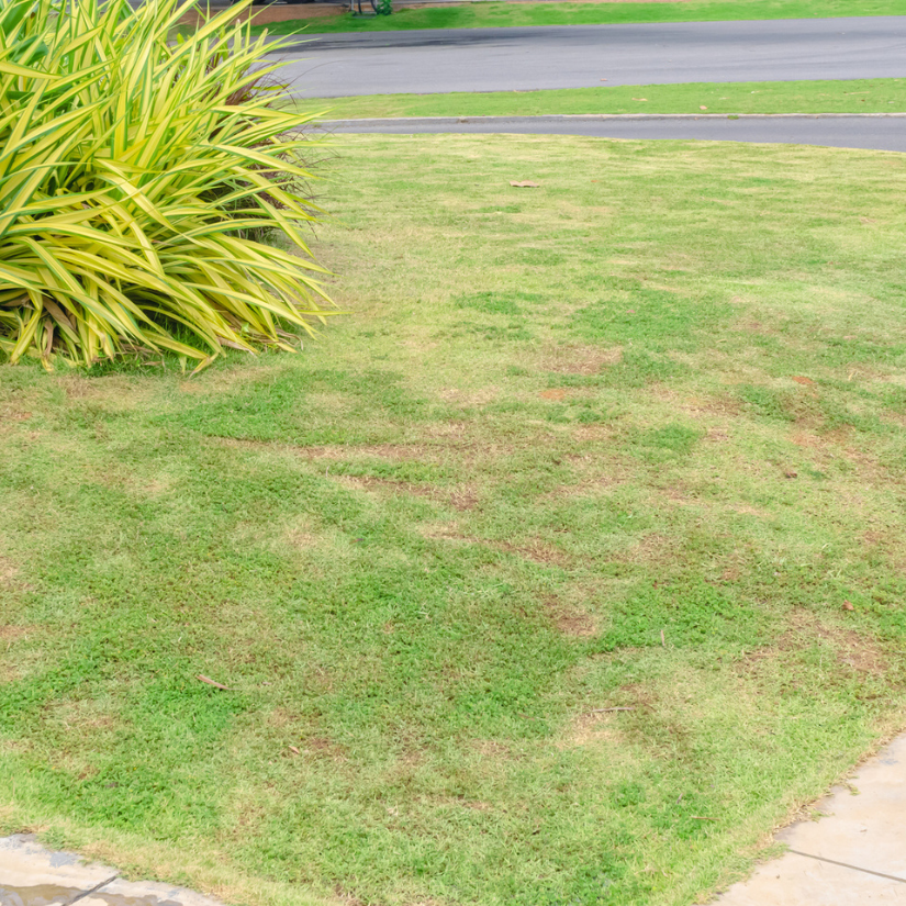 Your Oasis, 5 Signs You Need Professional Lawn Care, Not Just a Mower